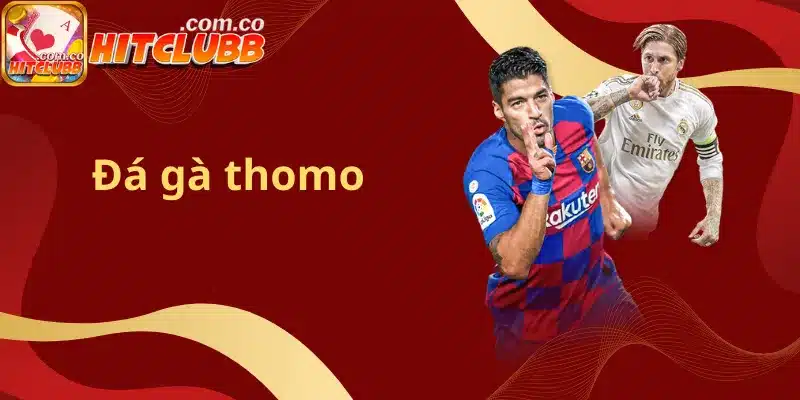 Đá gà thomo