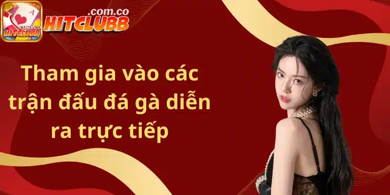 Tham gia vào các trận đấu đá gà diễn ra trực tiếp
